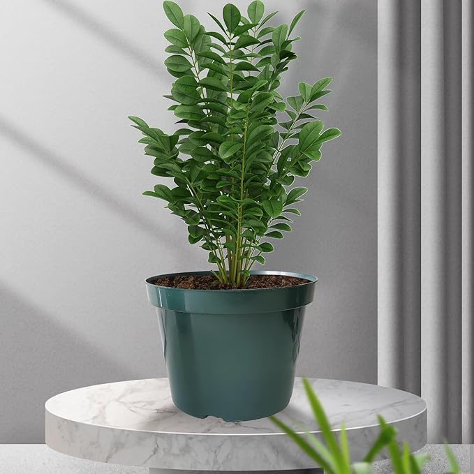 50 Pack 6 Inch Nursery Pots, Planting Grow Plastic Flower Pots, Thick Planters with Drainage Holes for Outdoor/Indoor Plants Succulent Herb (Green)