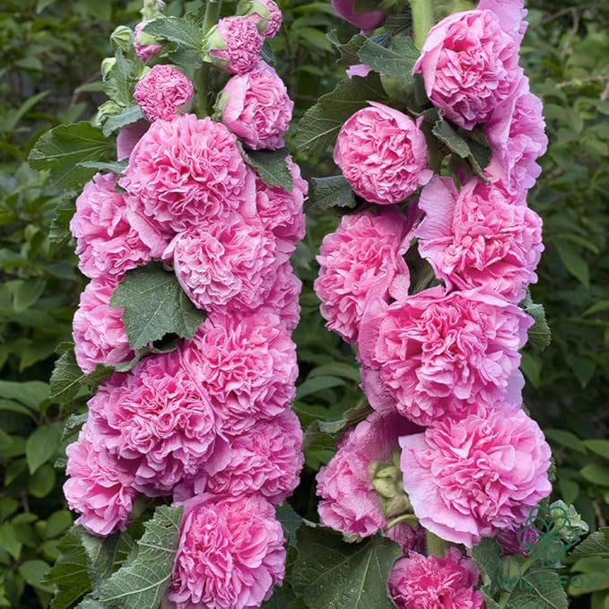 Premium Rare Hollyhock Seeds – 100+ Double Pink Hollyhock Flower Seeds – Non-GMO, Heirloom Perennial – Showy Blooms for Outdoor Planting (Double Pink Hollyhock)