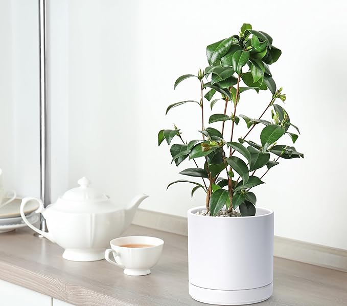 D'vine Dev 4.7 Inch & 6 Inch Ceramic Planter Pots for Plants with Drainage Hole and Saucer, Small Plant Pots Set, White, 94-G-S-1