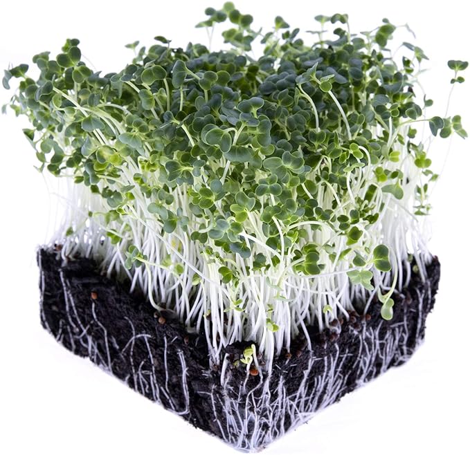 Broccoli Seeds for Sprouting & Microgreens | Waltham 29 Variety | Non GMO & Heirloom Seeds | Bulk 1 LB (16 oz) Resealable Bag | Rainbow Heirloom Seed Co.