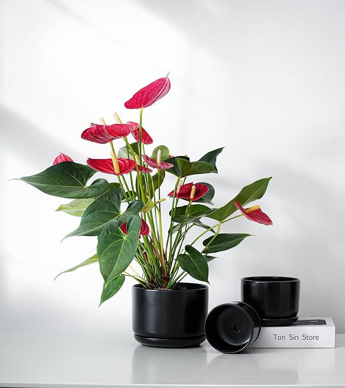 Ton Sin Plant Pots, 4.1+5.1+6.5 inch, Set of 3, Ceramic Planters with Drainage Hole and Saucer, Indoor Flower Pot with Hole Mesh Pad, Gifts for Mom（Matte Black）