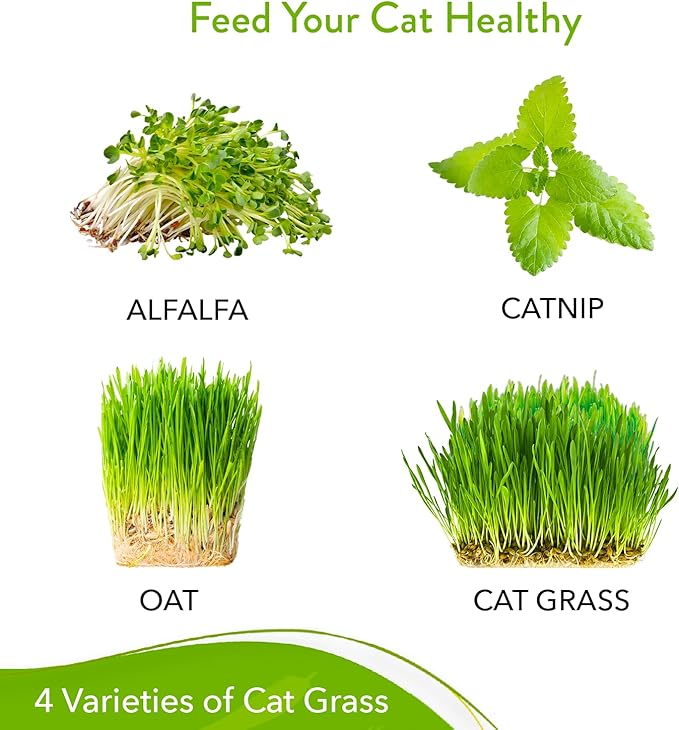 HOME GROWN 3200+ Cat Grass – 𝗡𝗢𝗡-𝗚𝗠𝗢 𝗨𝗦𝗔 Grown Catnip, Alfalfa, Oat, Cat Grass Mix – Indoor Cat Grass Kit Refill – High-Germination Pet Grass for Hairball Relief & Digestion