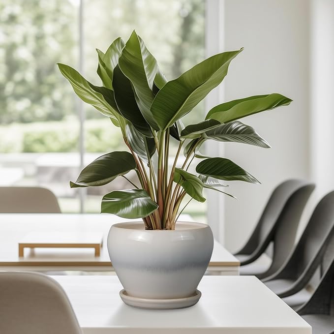 Planter Pot 6 Inch - Ceramic Plant Pot with Drainage Hole and Saucer, Round Glaze Succulent Pot for Plants, White