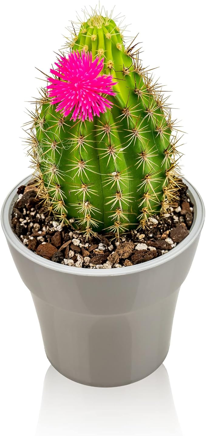 Professional Succulent Soil Premium All Purpose Blend | Pre-Mixed Ready to Use for Cactus and Succulents | Sphagnum Peat Moss, Perlite, New Zealand Pine Bark - Made in USA - 3 Quart