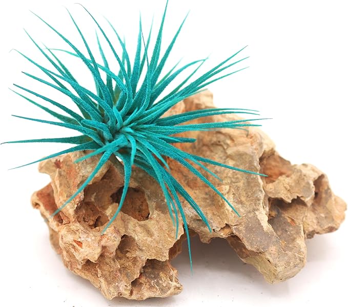 Dyed Tillandsia Ionantha Guatemala Enhanced Colored Colorful Air Plant Live Easy Care Indoor Outdoor Home Decor Gift Airplant by Awesome Industries Live Arrival Guaranteed (Teal)