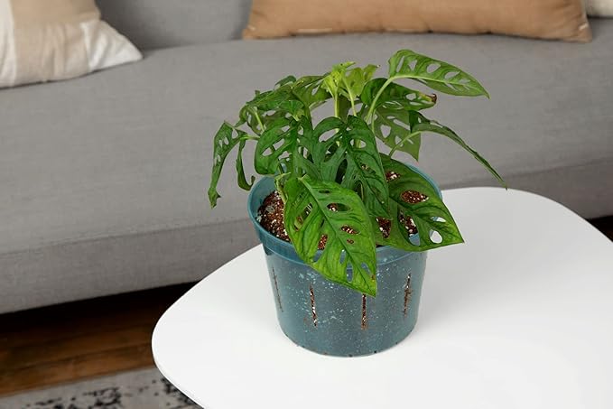 rePotme 5 inch Orchid Pot 3 Pack - Slotted Orchid Pots with Holes for Repotting (Crystal Clear)