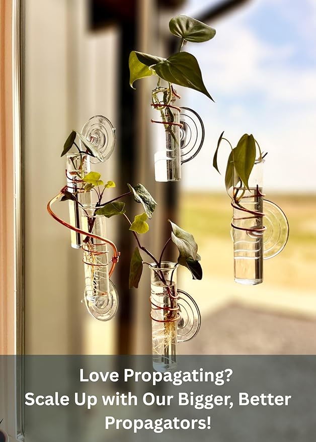 The Little Window Propagator | Window Propagation Station with Removable Glass Tubes, Indoor Plant Clippings, Cut Flowers, Herbs, Succulents | Home Decor | Plant Lover Gift (3)