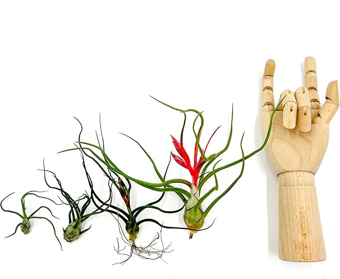 Air Plants - Flowering Tillandsia Bulbosa Belize, Giant 7-9" - 2ct - Live Arrival Guaranteed - House Plants for Home Decor & Gift
