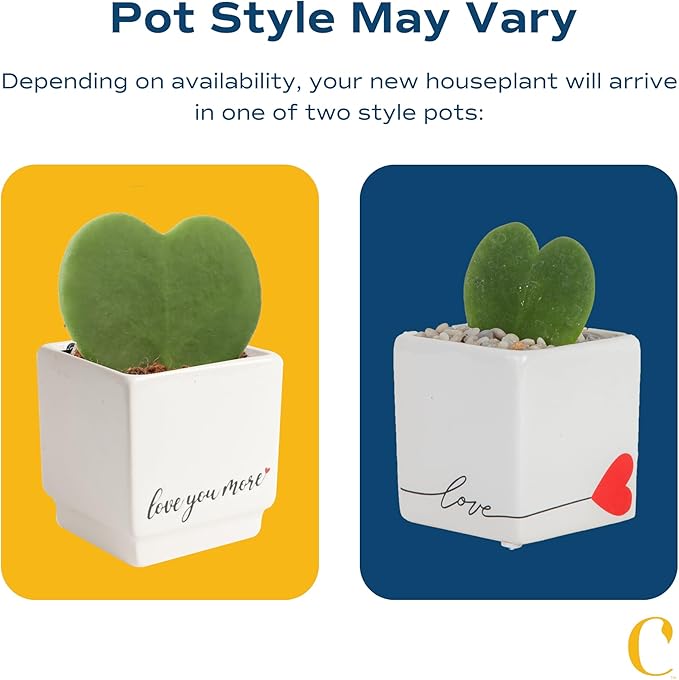 Costa Farms Hoya Heart Live Plant, Succulent-Like Houseplant in Cute Love Decor Plant Pot, Potting Soil, Live Plants Room Décor, Valentine's Day Gift For Mom, Birthday, Tabletop Size, 5-Inches Tall