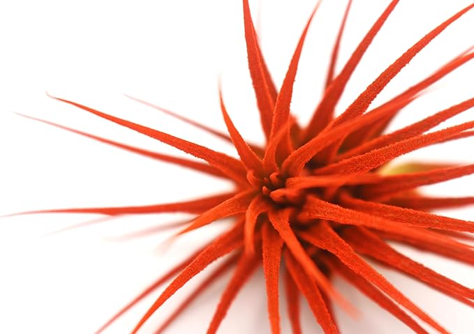 Dyed Tillandsia Ionantha Guatemala Enhanced Colored Colorful Air Plant Live Easy Care Indoor Outdoor Home Decor Gift Airplant by Awesome Industries Live Arrival Guaranteed (Orange)