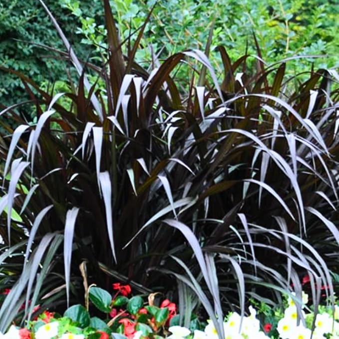 Pack 3 Fountain Grass Plants Live, 5-9 Inch Tall, Ornamental Grasses Live Plants Perennial, Well-Rooted Perennial Grass Clumps (Black Fountain Grass)