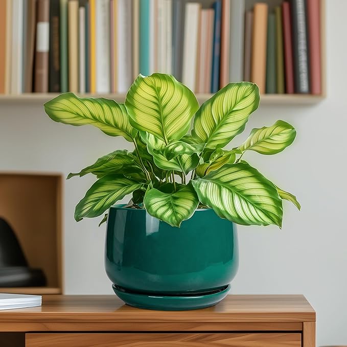 G EPGardening 6 Inch Plant Pot - Ceramic Planter for Indoor Plants, Round Planter with Drainage and Ceramic Tray, Flower Pots for Outdoor, Modern House Decor, Gift for Men Women, Green