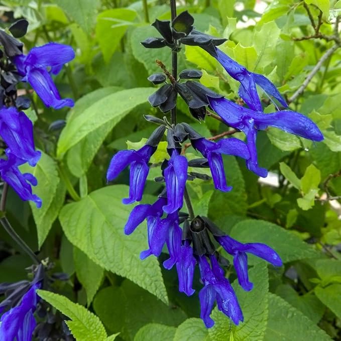 Salvia Black & Blue Plants | 3 Live Seedlings | Salvia guaranitica | Hummingbird Magnet Perennial | Deep Blue Flowering Border Plant
