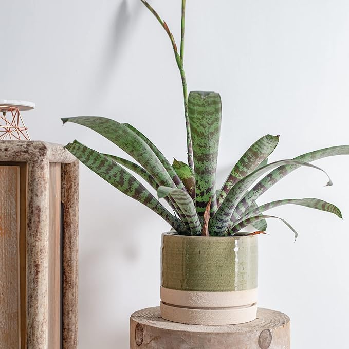 6 Inch Plant Pots, Ceramic Planter Pot with Drainage Hole & Saucer, Indoor/Outdoor Cylinder Round Planter Pot, Green & Beige