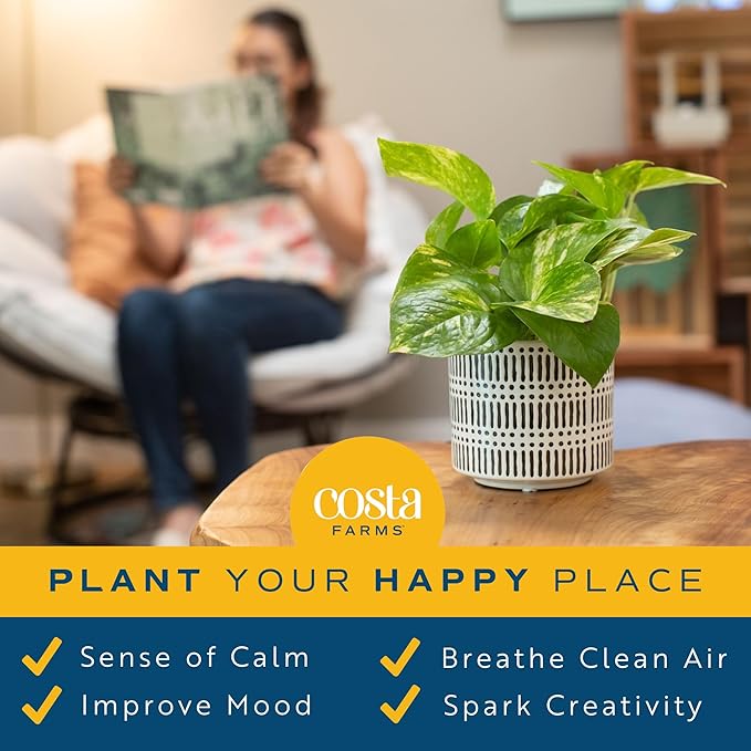 Costa Farms Live Pothos Plant (Pack of 4) - Easy Grow Vining Live Indoor Houseplant, Air Purifying Trailing Plant in Plant Pots, Housewarming Gift, Room, Home Decor, 10-12 Inches Tall