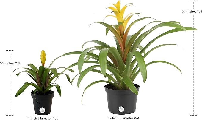 Costa Farms Blooming Bromeliad, Live Indoor Plant, Grower's Choice, Assorted Colors - Red, Pink, Orange, Yellow, Ships in 6-Inch Grower Pot, 2-Pack, Fresh From Our Farm