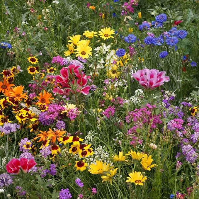Outsidepride Low Growing Wildflower Seeds - 5 lbs Dwarf, & Short, Diverse Perennial & Annual Wild Flower Seed Mix with Long Bloom Season for Colorful Display That Thrives on All States