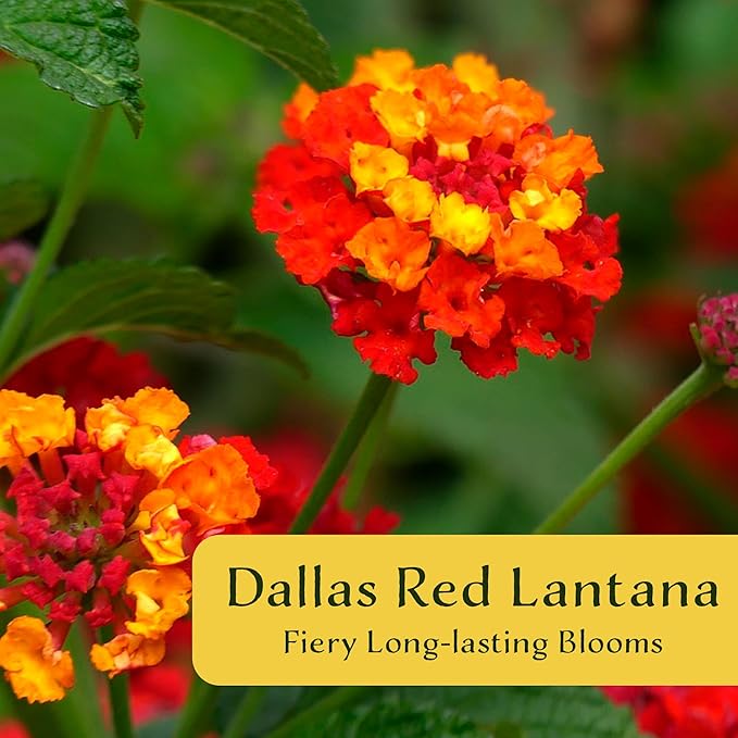 12 Dallas Red Lantana | Live Plants in 2.5-inch Nursery Cubes | Lantana Camara 'Dallas Red' Variety | Hardy Evergreen Perennial Shrub | Fiery Vibrant Blooms for Home & Garden