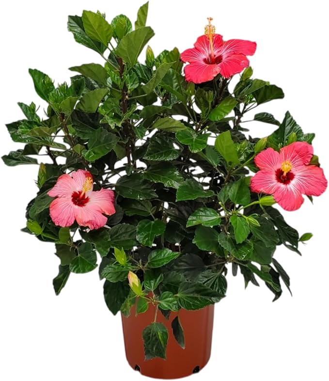 Hibiscus Bush Plant - Pink Flower - Overall Height 26" to 28" - Tropical Plants of Florida (Plant Only)