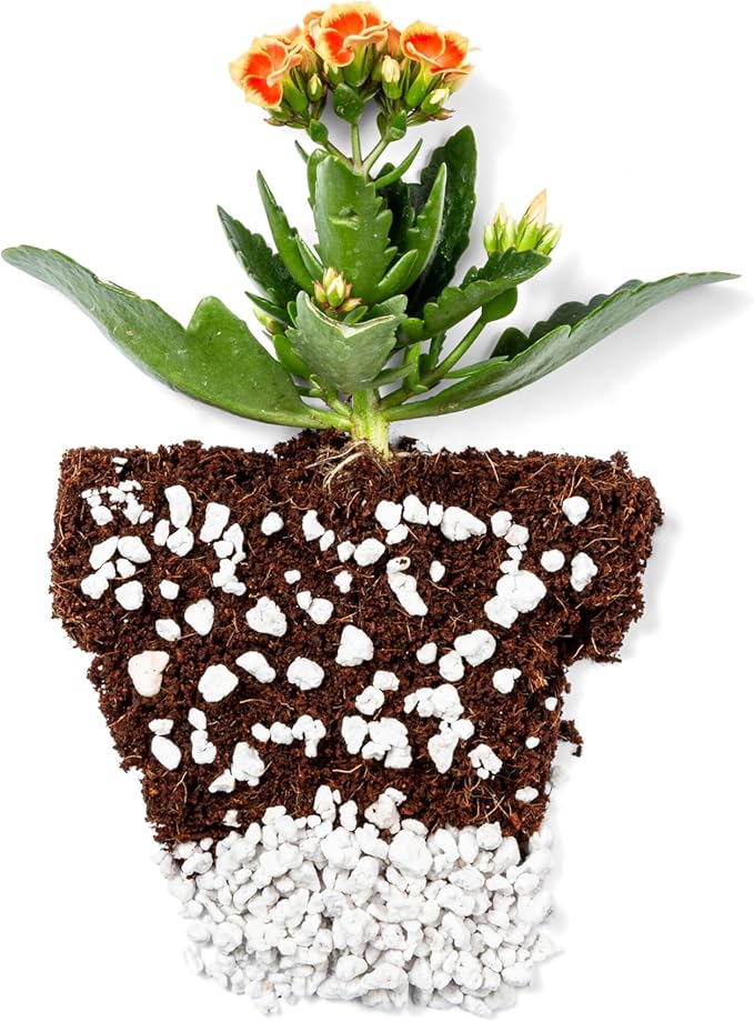 Perlite Bliss (24 Qts) - Organic Perlite for Plants - Coarse Perlite Bulk Soil Amendment - Chunky Perlite for Plants, Potting Soil, Garden Soil, & Coco Coir - Horticultural Perlite for Gardening
