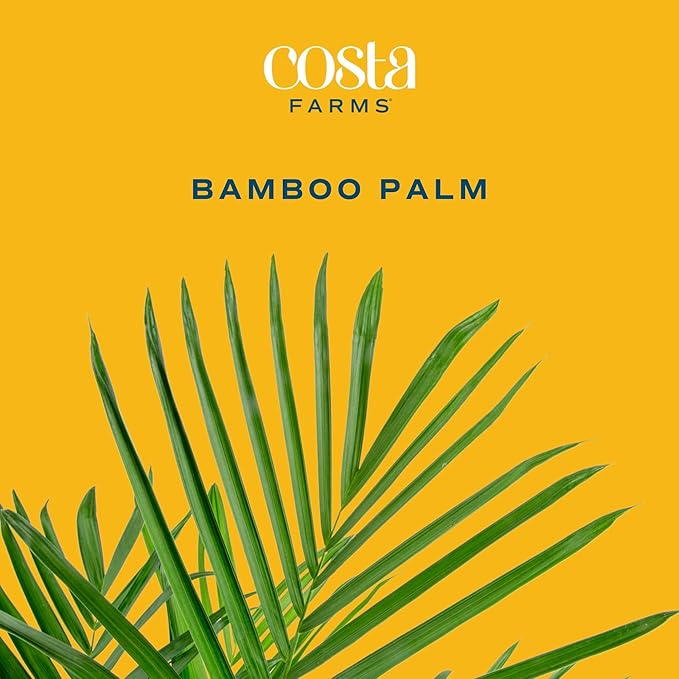 Costa Farms Bamboo Palm, Easy to Grow Houseplant, Live Indoor Plant Potted in Decor Plant Pot, Room or Office Decor, 3-4 Feet Tall