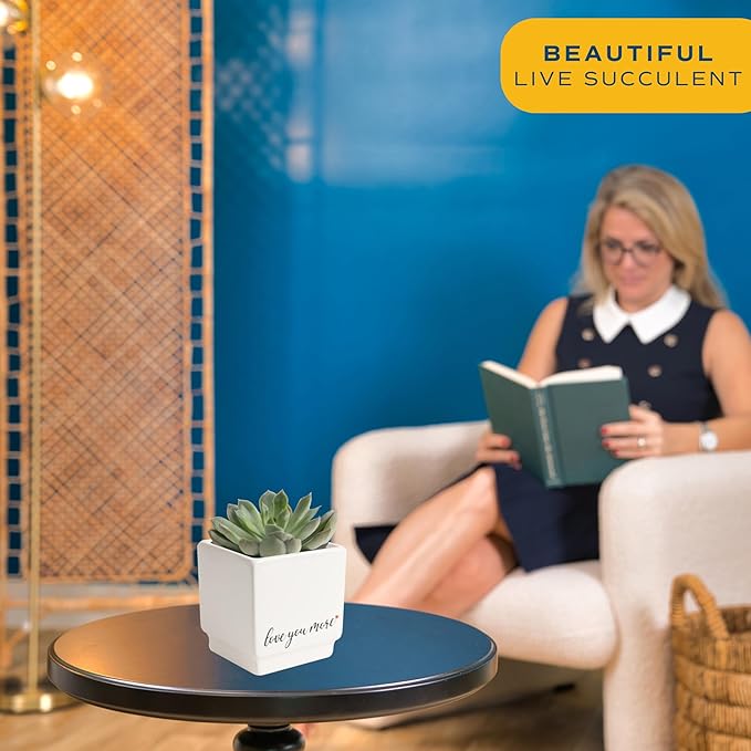 Costa Farms Mini Live Succulents, Echeveria Houseplant, Beautiful Live Indoor Plants in Cute Décor Stone Planter Pots, Great Gift for Perfect Room Décor, 4-Inches Tall (2-Pack)