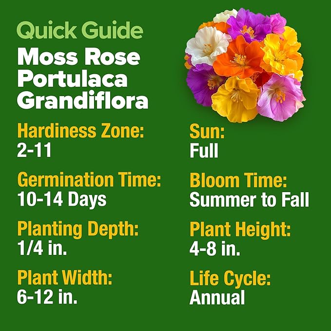 HOME GROWN 23,500+ Moss Rose Seeds (Bulk Pack) Annual Flower for Ground Cover - Heirloom 𝗡𝗢𝗡-𝗚𝗠𝗢 Portulaca Seeds for Planting Outdoors - Great for Low-Maintenance Gardens (Portulaca grandiflora)