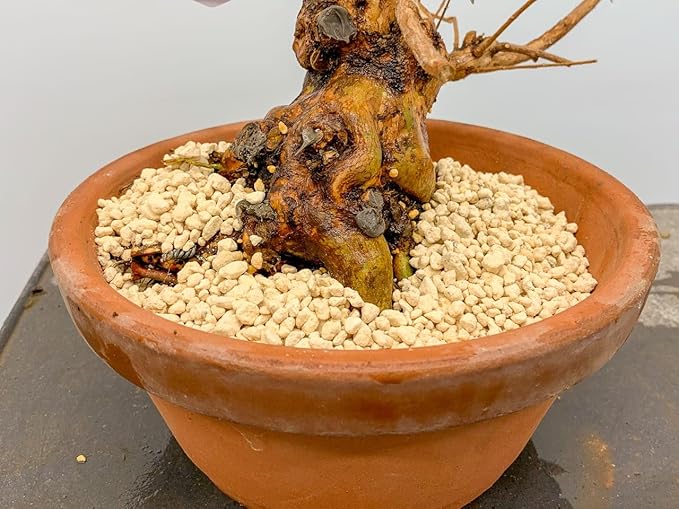 Kanuma Soil Amendment - Tailored for Acidic Soil Needs of Bonsai and Acid Loving Plants - 3 Quart