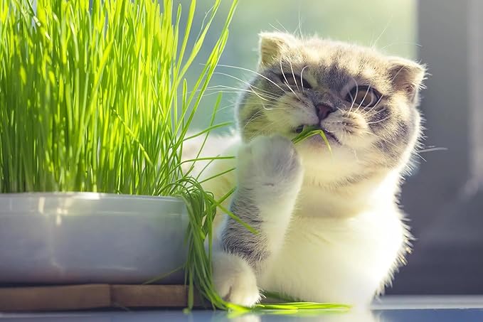 Premium Organic Cat Grass Mix by Gardenera - Support Your Cat's Well-Being with a Nutrient-Rich Blend - 4 QUARTS