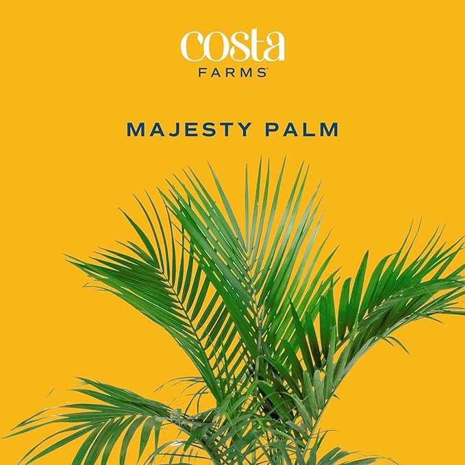 Costa Farms Majesty Palm Live Plant, Indoor and Outdoor Live Palm Tree, Potted in Premium Decor Planter, Tropical Patio, Balcony, Home Decor, Perfect House Plant Gift for Housewarming, 3-4 Feet Tall