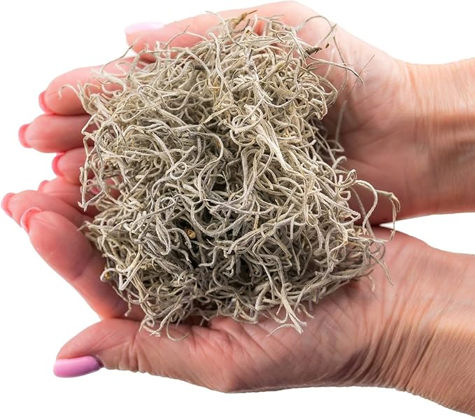 Premium Natural Spanish Moss | Natural Preserved - Great Ground Cover - Filler for Potted Plants - by GARDENERA - 2 Quart Bag