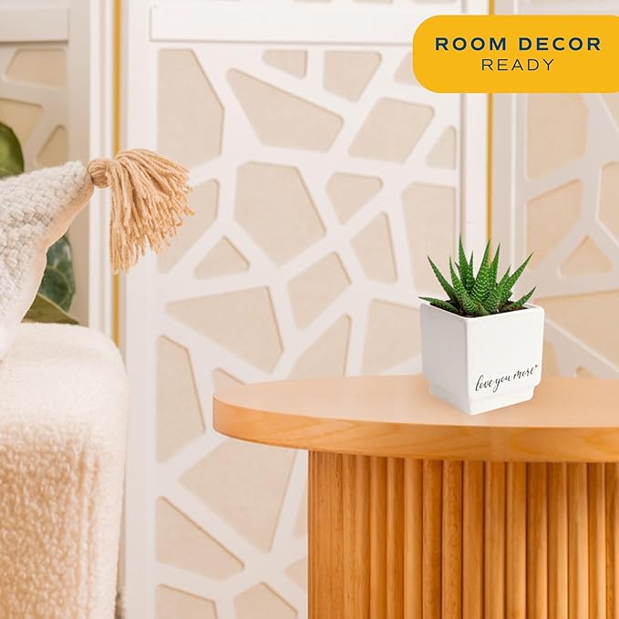 Costa Farms Mini Haworthia Succulent Fully Rooted Live Indoor Plant 6-Inches Tall, in Kokedama Ball