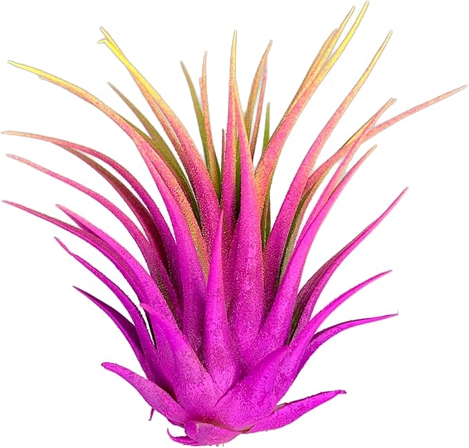 Ionantha Guatemala Tillandsia Air Plant, Guatemala Tillandsia Live Airplant, Healthy Arrival Guaranteed, Great Indoor Plant, Home Decor & Gift Rainbow #3