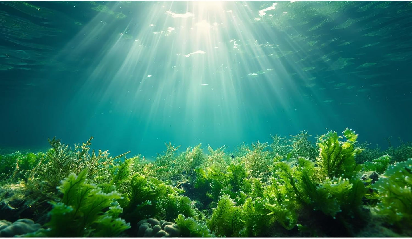 Deep Ocean Fish Tank Background Under The Sea Aquatic Plants Aquarium Background Underwater Corals Sunray Terrarium Backgrounds Tropical Fish Ocean World Aquarium Backgrounds Decorations 24x12in