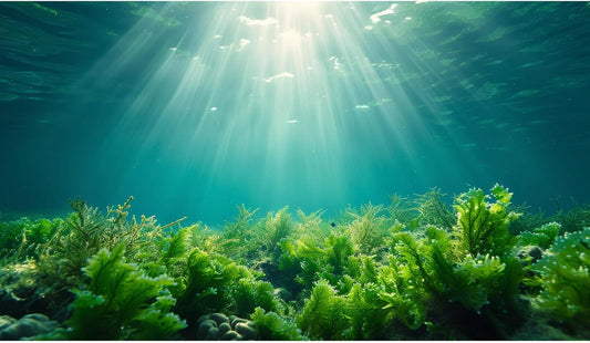 Deep Ocean Fish Tank Background Under The Sea Aquatic Plants Aquarium Background Underwater Corals Sunray Terrarium Backgrounds Tropical Fish Ocean World Aquarium Backgrounds Decorations 48x24in