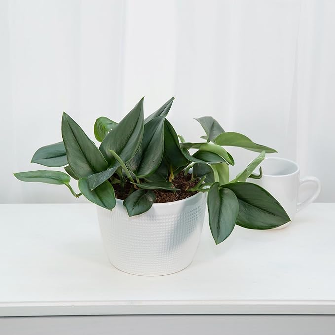 Scindapsus Sterling Plant Potting Soil - All-Natural Blend for Thriving Scindapsus Sterling Plants - Boosts Root Health and Striking Foliage - 10 Quart