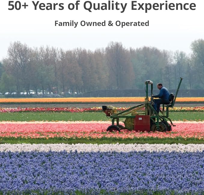 50 Triumph Tulip Bulbs for Planting - Assorted Color Value Pack - Plant in Gardens, Borders & Flowerbeds - Bulb Size 11/12 cm - Easy to Grow Fall Flowers Bulbs by Willard & May