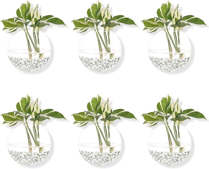 Pack of 6 Glass Planters Wall Hanging Planters Round Glass Plant Pots Hanging Air Plant Pots Flower Vase Air Plant Terrariums Wall Hanging Plant Container