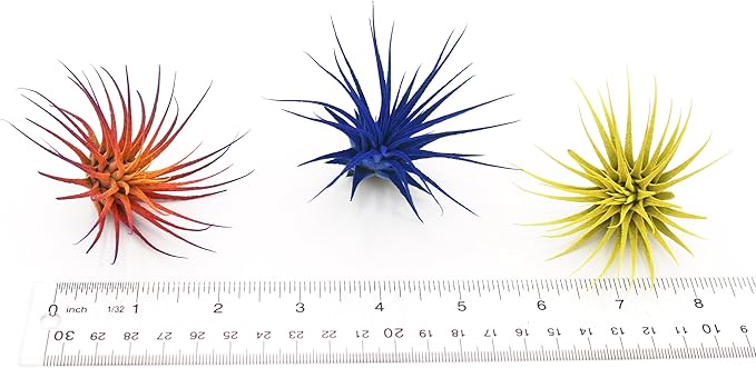 Dyed Tillandsia Ionantha Guatemala Enhanced Colored Colorful Air Plant Live Easy Care Indoor Outdoor Home Decor Gift Airplant by Awesome Industries Live Arrival Guaranteed (Deep Blue)
