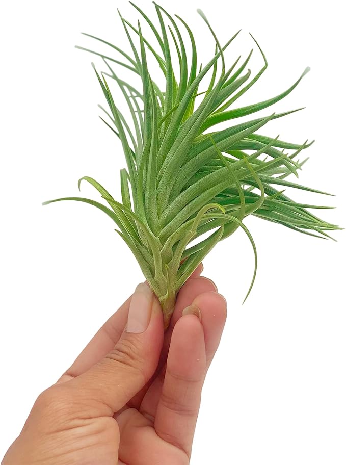 Air Plants - Flowering Tillandsia Pink Paske Large 5" - 5ct - Live Arrival Guaranteed - House Plants for Home Decor & Gift