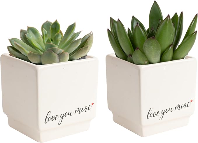 Costa Farms Mini Live Succulents, Echeveria Houseplant, Beautiful Live Indoor Plants in Cute Décor Stone Planter Pots, Great Gift for Perfect Room Décor, 4-Inches Tall (2-Pack)