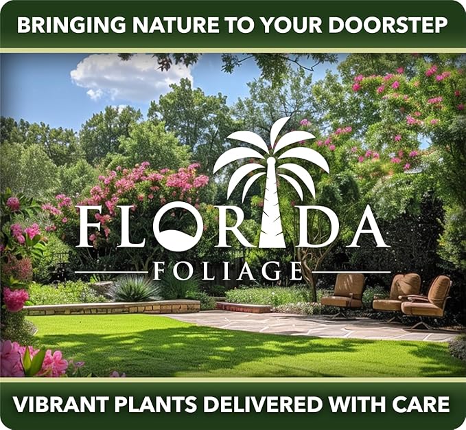 Salvia Black & Blue Plants | 3 Live Seedlings | Salvia guaranitica | Hummingbird Magnet Perennial | Deep Blue Flowering Border Plant