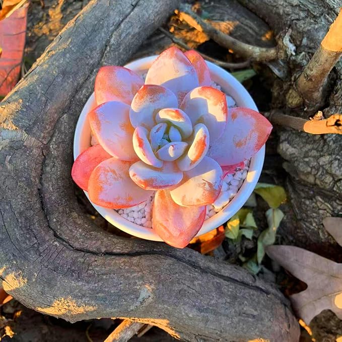 FWPP Live Succulents Plants Echeveria Laui 2.5 inches,Rare red Succulents Bare Root Without Pot Soil, Live Plants Indoor Office Decoration Wedding and Gift