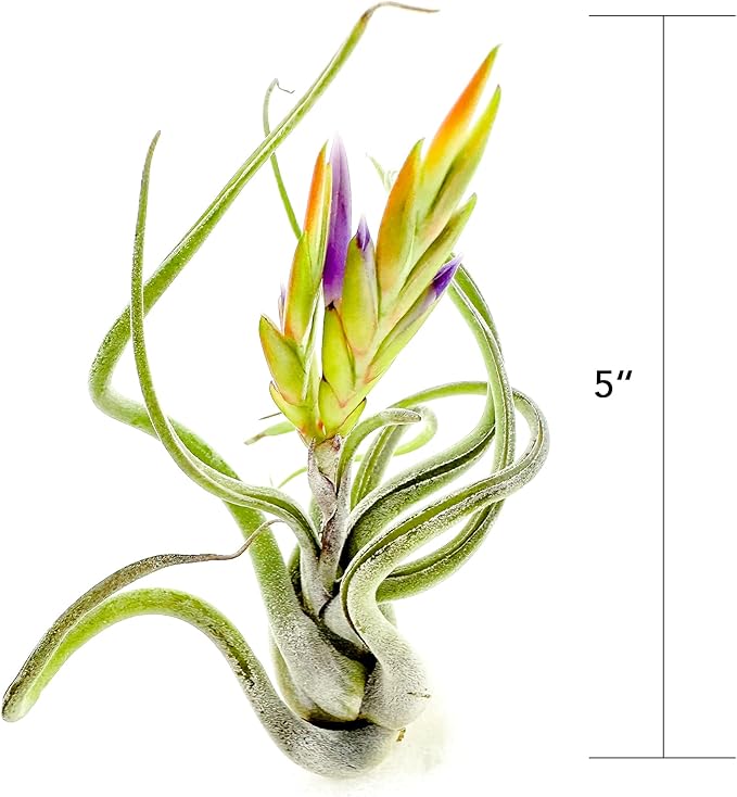 Air Plants - Flowering Tillandsia Caput Medusae, Large 5-7" - 1ct - Live Arrival Guaranteed - House Plants for Home Decor & Gift
