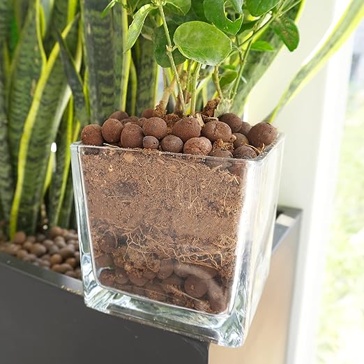 Leca Expanded Clay Pebbles 10LBS Grow Media for Indoor Plants Hydroponic Growing Gardening System Supplies …