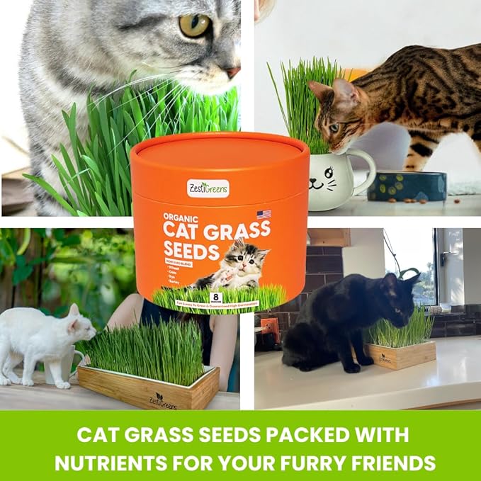 ZESTIGREENS Organic Cat Grass Seeds - Non-GMO Blend of Wheat, Oats, Rye & Barley for Indoor Cats | Seeds Come in Food Grade Container with Lid for Easier Scooping & Keeping Fresher (0.5 lb)