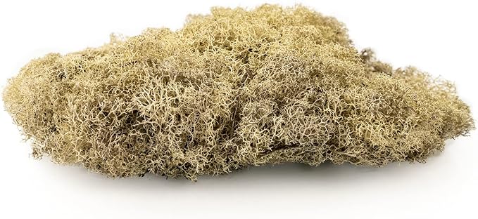 Premium Preserved Reindeer Moss for Potted Plants, Terrariums, Fairy Gardens, Arts and Crafts or Floral Decor Design in Natural (1 Quart Bag)