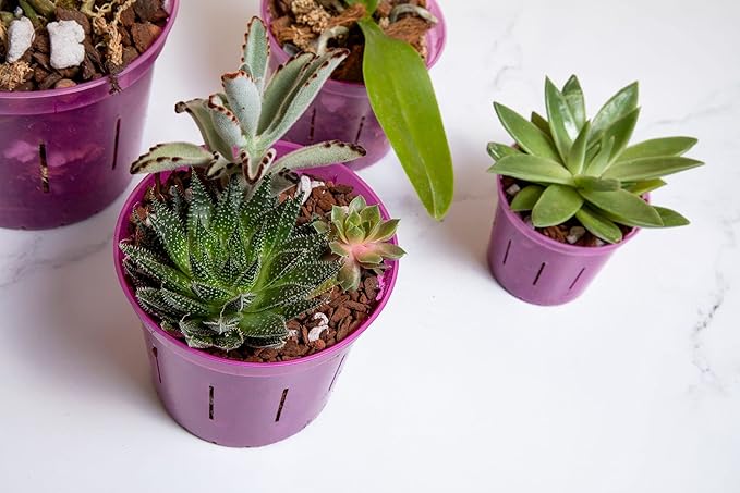 rePotme Orchid Pot - 6 inch Slotted Clear Orchid Pots - 3 Pack (Crystal Clear)