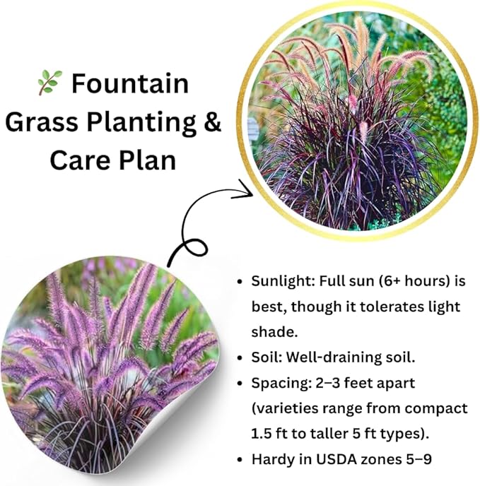 Pack 3 Fountain Grass Plants Live, 5-9 Inch Tall, Ornamental Grasses Live Plants Perennial, Well-Rooted Perennial Grass Clumps (Mix Fountain Grass)