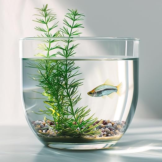 10 lbs Pea Gravel for Plants, Aquarium, Fish Tank, 3/8 inch Decorative Pebbles for Indoor Plants, Succulent, Bamboo, Vase, Drainage Rocks for Potted Plants, Top Dressing, Mixed Color